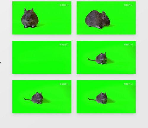 最新老鼠爆料视频下载安装,最新老鼠爆料视频下载安装全过程解析